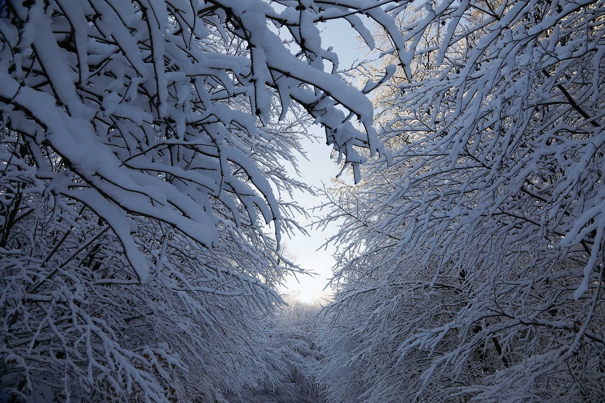 Illustration, Schnee, Winter, Winterlandschaft, Foto: Anouk Antony/Luxemburger Wort