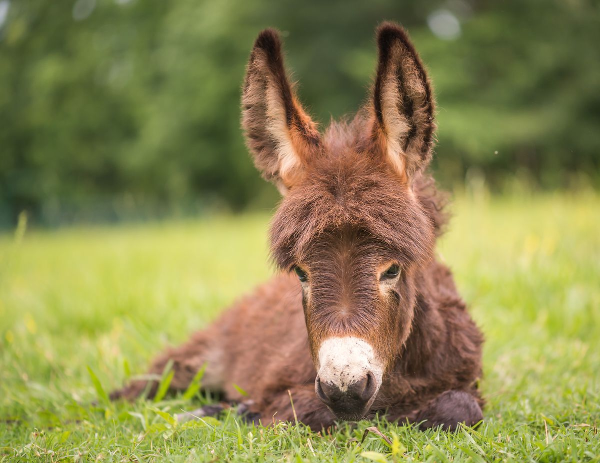 Plenty of animals to admire and feed with special fodder including miniature donkeys 