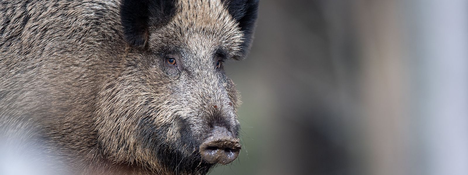 In Luxemburg steigt die Zahl der Wildschweine rasant. Aus diesem Grund hat das Umweltministerium eine Arbeitsgruppe Wildschwein ins Leben gerufen, die die Ursachen der Entwicklung untersuchen und Lösungsvorschläge ausarbeiten soll.