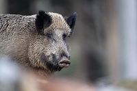ARCHIV - 03.03.2019, Bayern, Neuschönau: Ein Wildschwein steht auf einem Plateau im Wald im Tier-Freigelände im Nationalparkzentrum Luse. Mehr als 57 000 Wildschweine haben Jägerinnen und Jäger in Niedersachsen in der zurückliegenden Jagdsaison erlegt. (zu dpa «Jäger erlegen weniger Wildschweine in Niedersachsen») Foto: Lino Mirgeler/dpa +++ dpa-Bildfunk +++