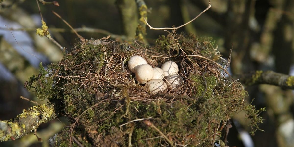 Natur Emwelt Schonzeit Fur Hecken