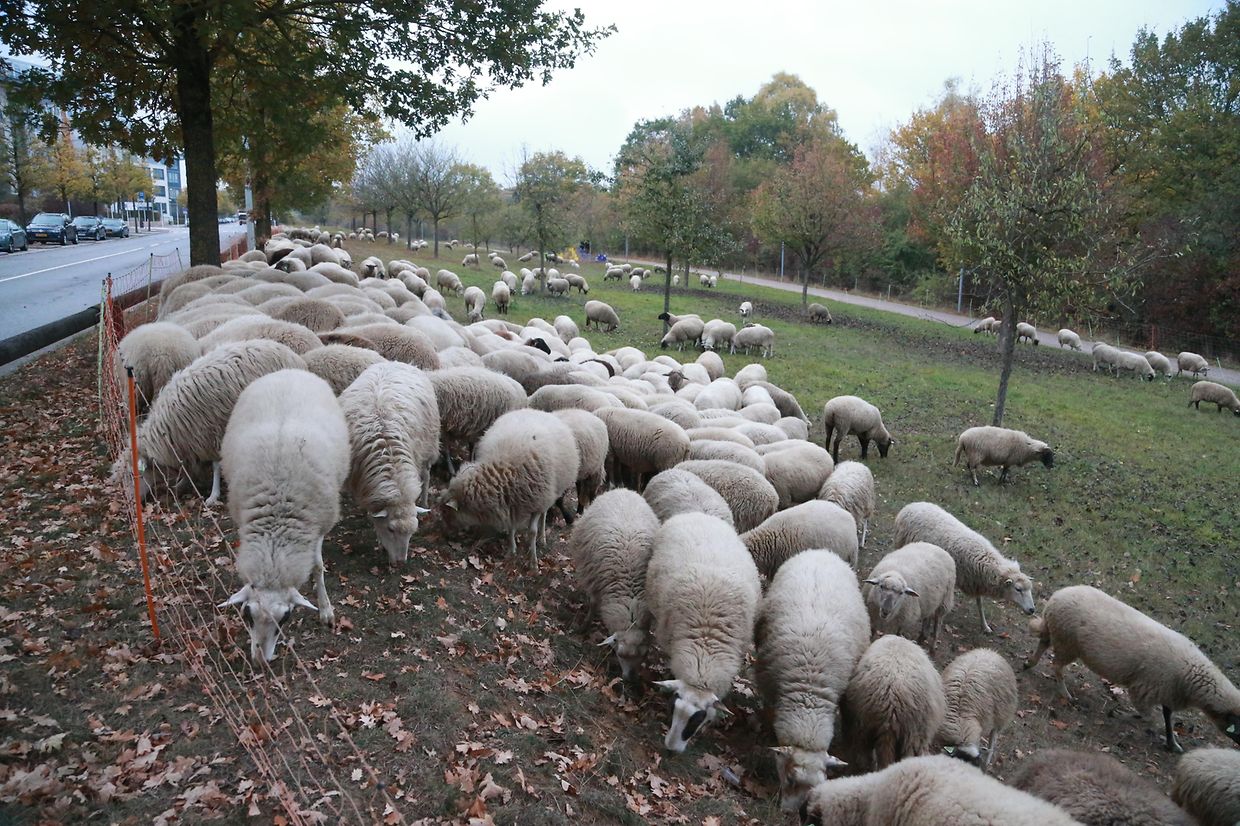28.10.2018 Luxembourg, Kirchberg, parc Klosgrënnchen, Schaf, Herde, Wanderbeweidung mit Schafen photo Anouk Antony