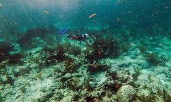 Um turista pratica snorkeling numa rede de corais mortos no Estreito da Florida, nos EUA. 