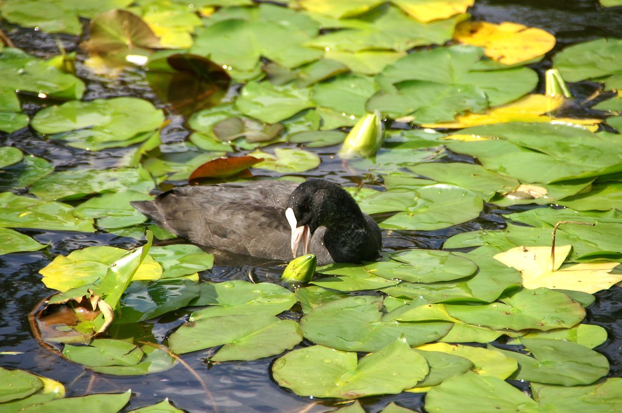 KONICA MINOLTA DIGITAL CAMERA