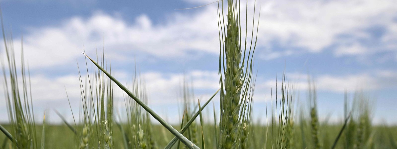 A Rússia acusa o Ocidente de provocar uma crise alimentar na Ucrânia ao trocar armas por cereais.