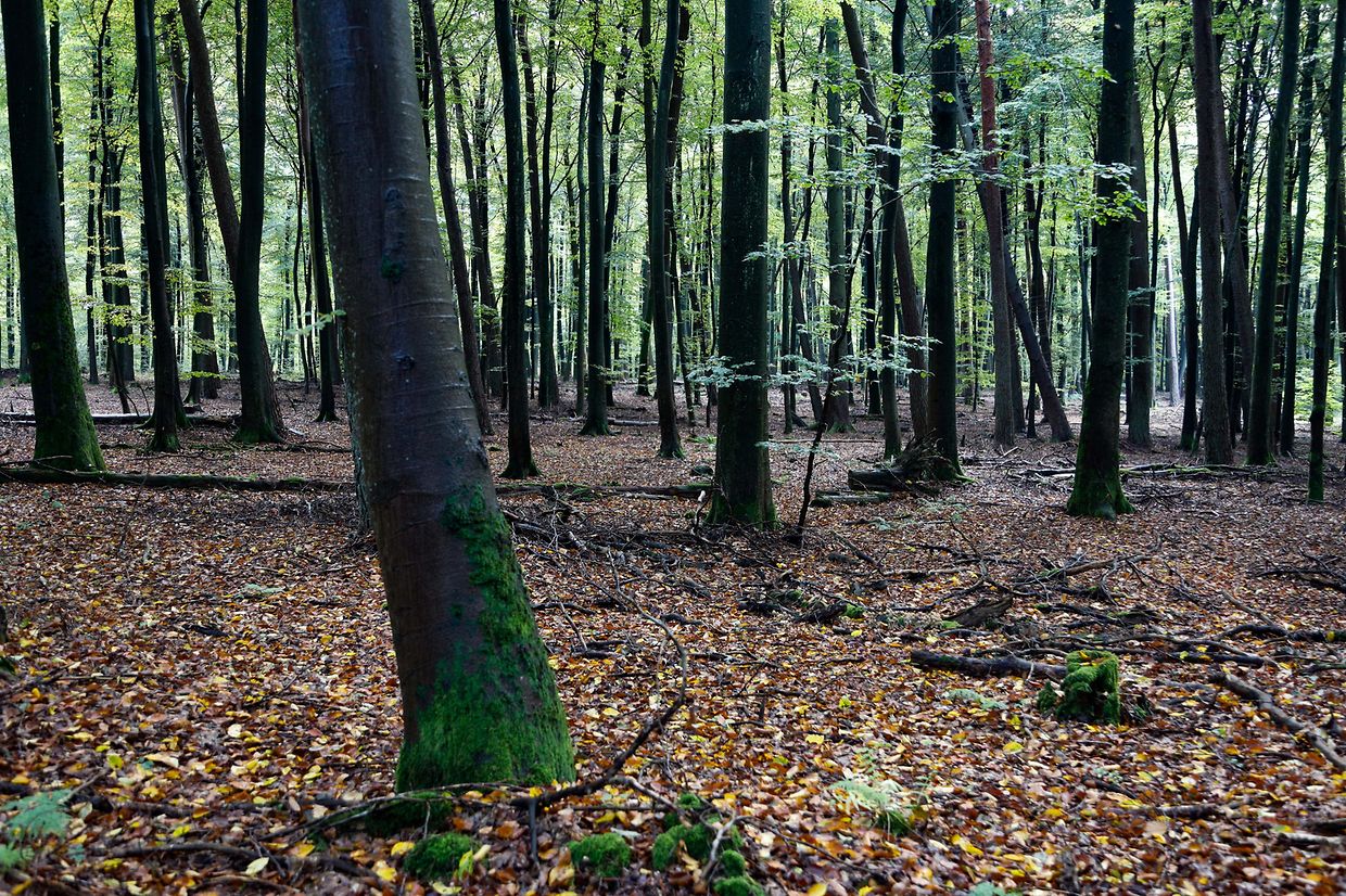 Illustration, Natur, Pilze, Jagd, Wald, Herbst, Treibjagt  Foto: Luxemburger Wort/Anouk Antony