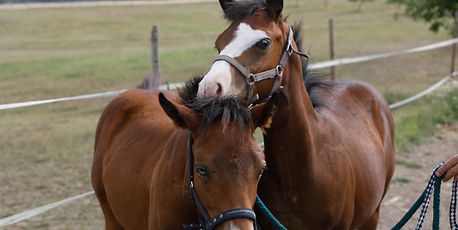 Horse riding in Luxembourg - Vimarsana News