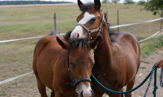 Luxembourg is a horse-loving nation, with plenty of stables offering riding or a pension