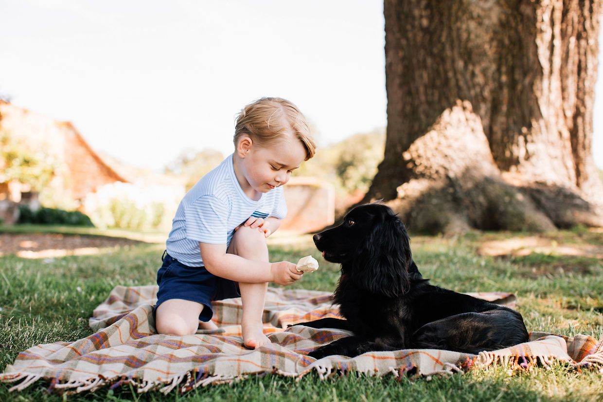 Prinz George beim Picknick mit Familienhund Lupo in Sandringham, Norfolk.
