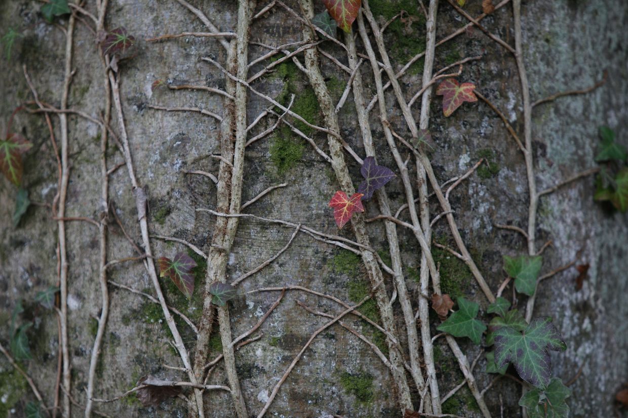 Illustration, Natur, Wald, Landschaft, Baum, Bäume, Blätter und Pilze, Licht Herbstaufnahmen Foto: Luxemburger Wort/Anouk Antony