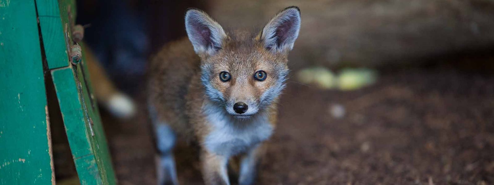 Füchse tragen nicht zur Zerstörung der Biodiversität bei, so Umweltministerin Carole Dieschbourg.