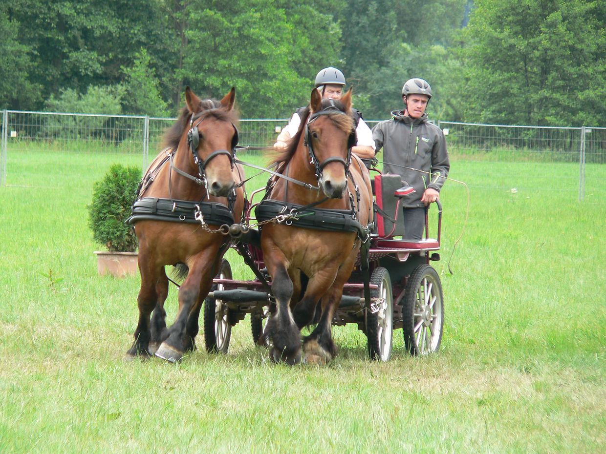 Die "Foire agricole" wusste den Regen am Samstag bereits mit einem abwechslungsreichen Show-Programm zur Nebensache werden zu lassen.