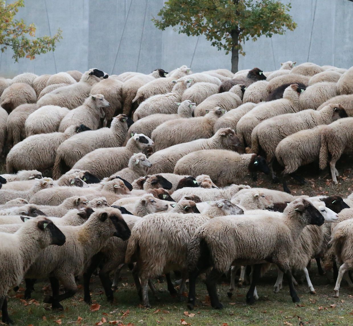 28.10.2018 Luxembourg, Kirchberg, parc Klosgrënnchen, Schaf, Herde, Wanderbeweidung mit Schafen photo Anouk Antony