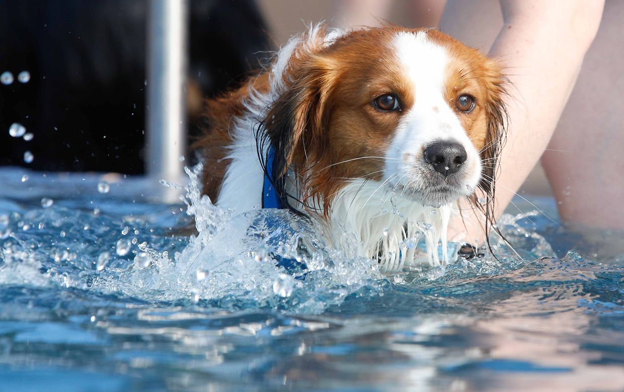 Lokales, Aqua Park, Schwimmbad, Hundeschwimmen, Badespass Foto: Luxemburger Wort/Anouk Antony