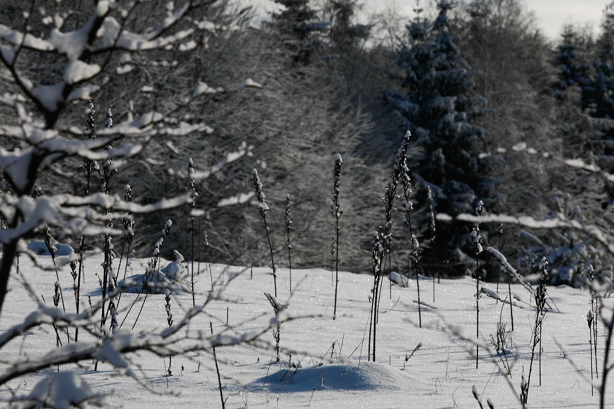 Illustration, Schnee, Winter, Winterlandschaft, Foto: Anouk Antony/Luxemburger Wort