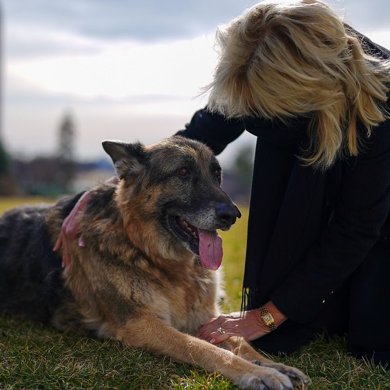 major biden hund des prasidenten verletzt person