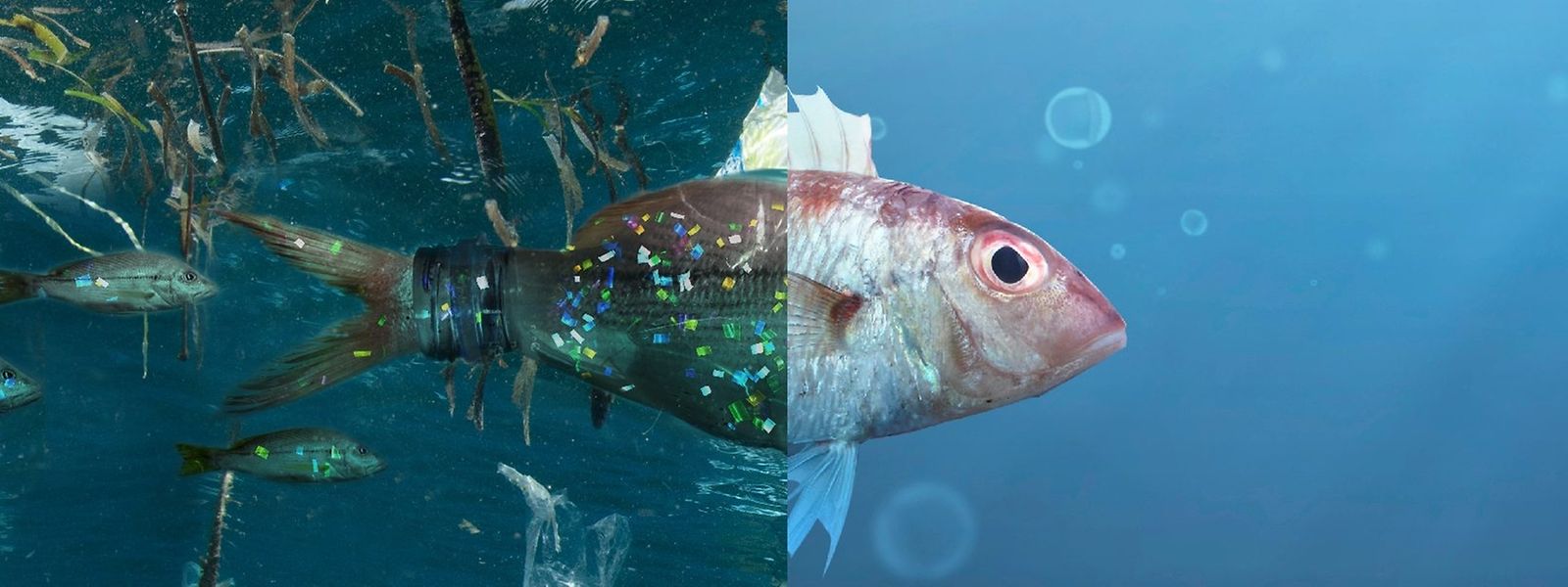Auch über Fische kommt Mikroplastik in unsere Lebensmittel.