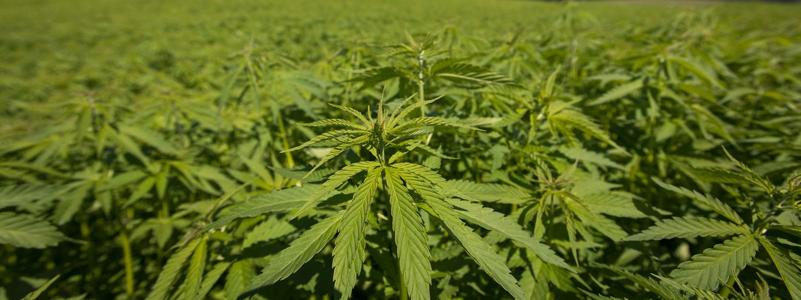 Le cannabis sera produit localement, annonce le ministère de la Santé.