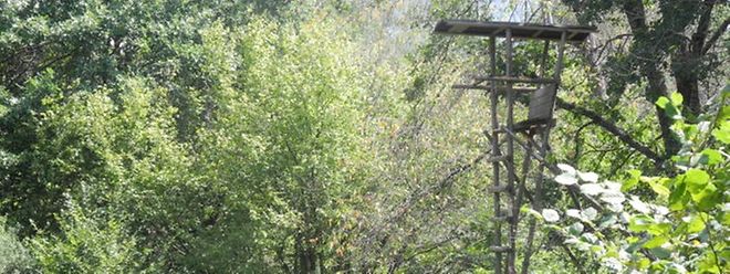 Von einem Hochsitz aus war auf das Tier geschossen worden.