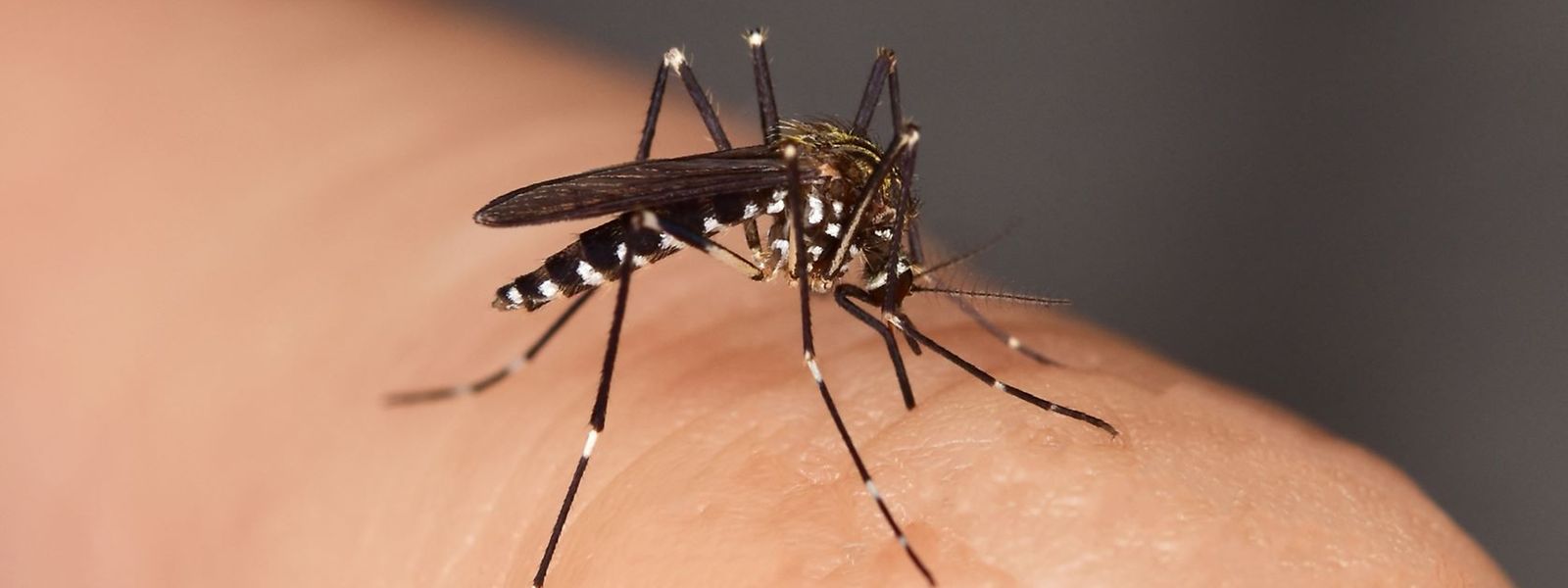  Le chikungunya, la dengue, ou encore le virus Zika, sont des maladies qui planent au-dessus de nos têtes avec l'arrivée de l'insecte dans nos contrées.