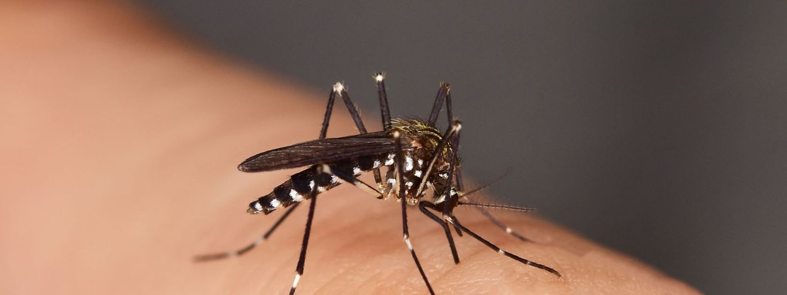 No início do mês de setembro foi avistado pela primeira vez no Luxemburgo um mosquito tigre (na imagem) na comuna de Roeser.