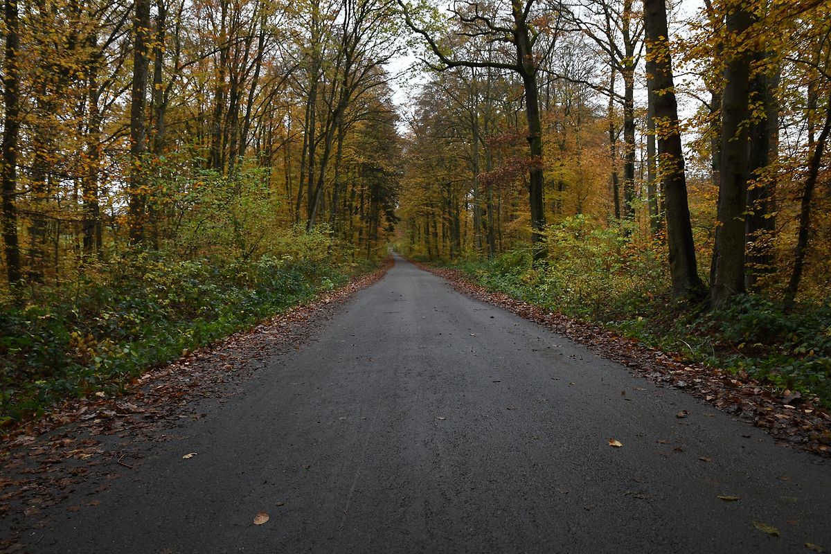Am Freitagmorgen haben Ermittler mit der Unterstützung von Polizeischülern den Wald durchkämmt. 