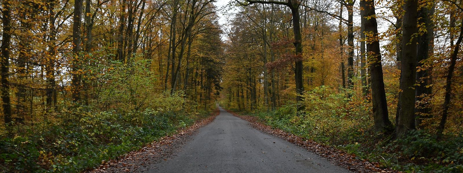 Der Tote wurde am Pessenthalsweg in Leudelingen von einem Förster gefunden. 