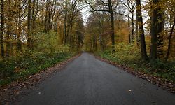 Der Tote wurde am Pessenthalsweg in Leudelingen von einem Förster gefunden. 