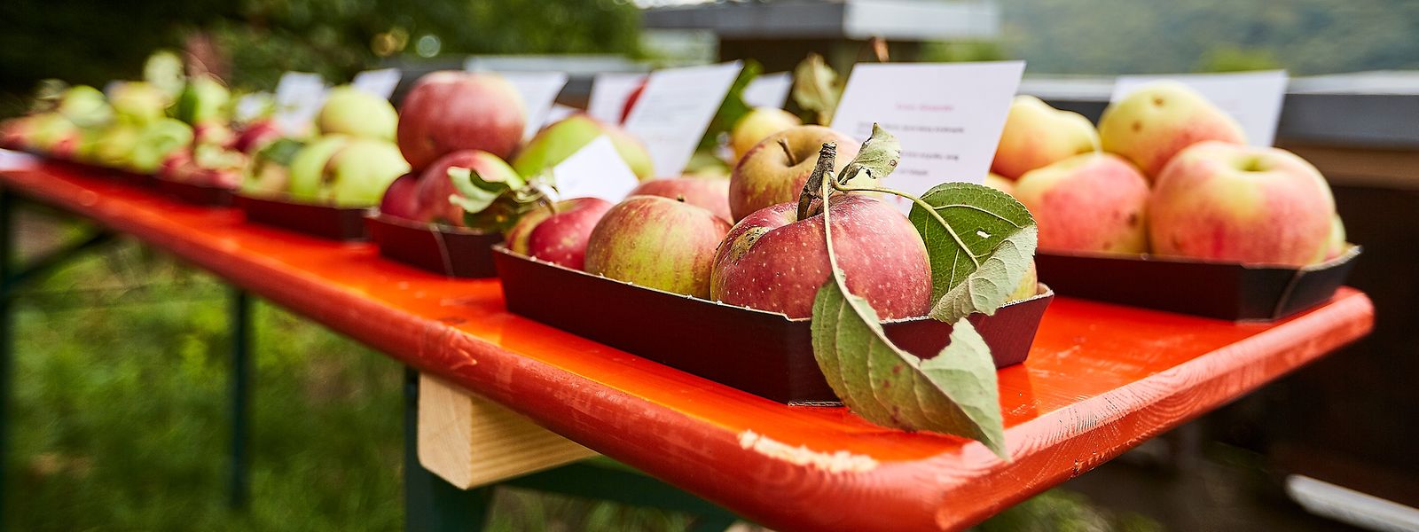 Ein reich gedeckter Tisch: mehr als 400 Obstsorten gedeihen in luxemburgischen Bongerten.