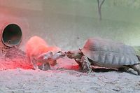 22.3. Bettemburg /  Märchenpark / Start in die neue Saison / Wüstenfuchs und Spornschildkröte  foto.Guy Jallay