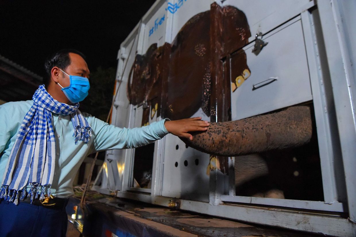 A chegada de Kaavan, "o elefante mais solitário do Mundo" ao Camboja