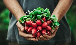 Bio, Biosiegel, Gemüse, organic