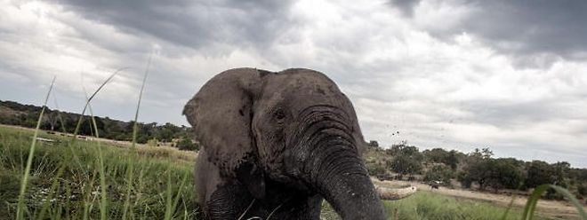 A caça furtiva é a razão desta diminuição de elefantes