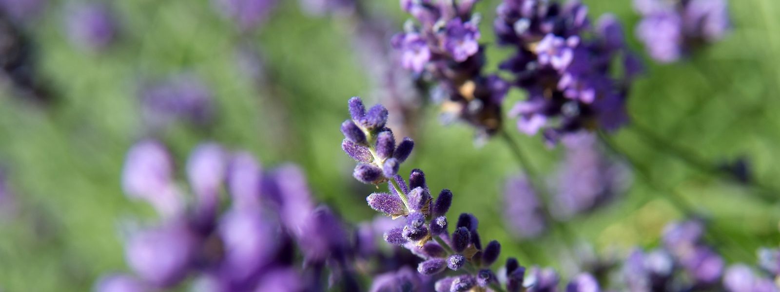 Lavendel hilft bei Kopfschmerzen.