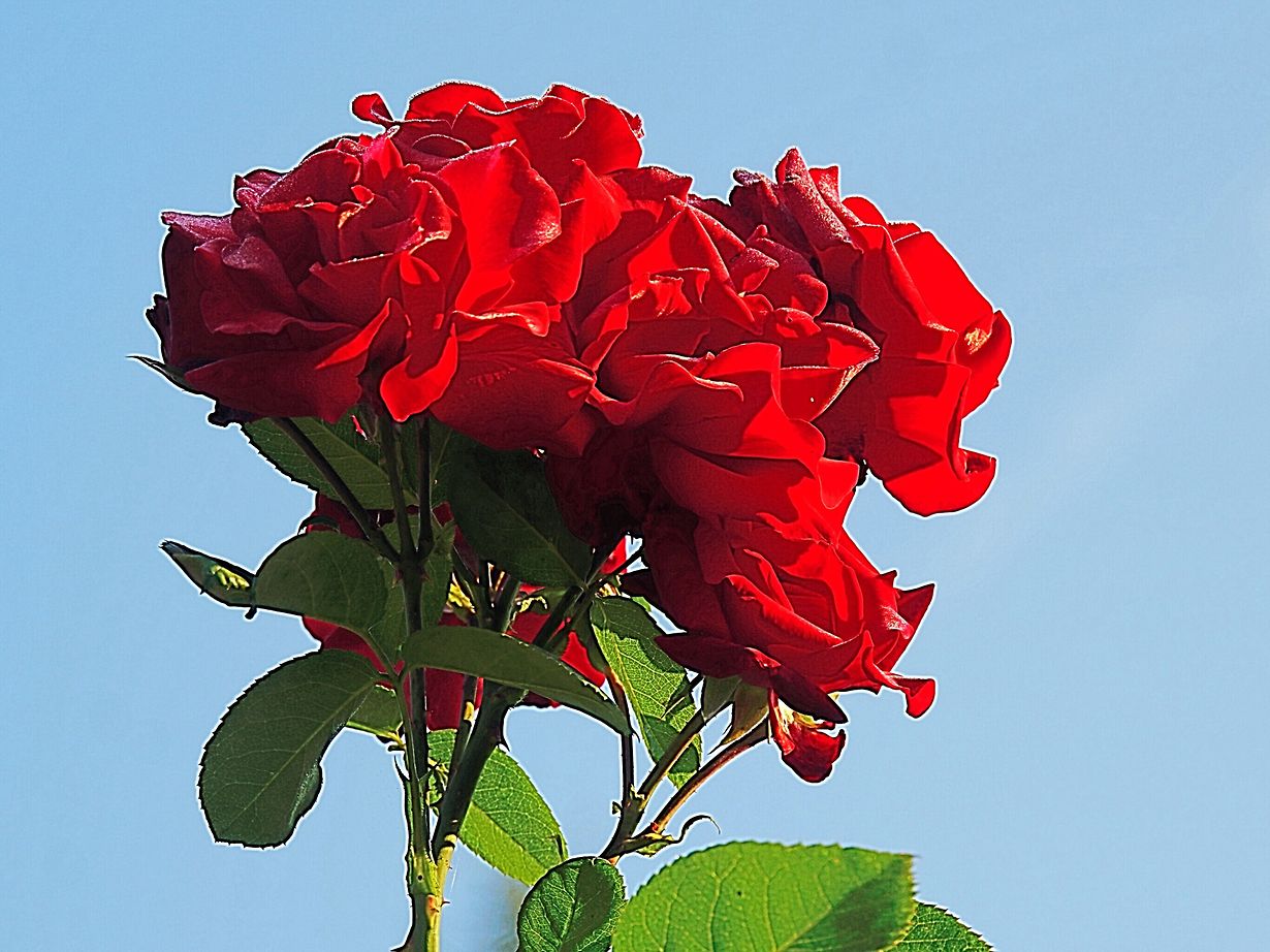 mywort Die schönsten Rosen werden zuerst gepflückt.