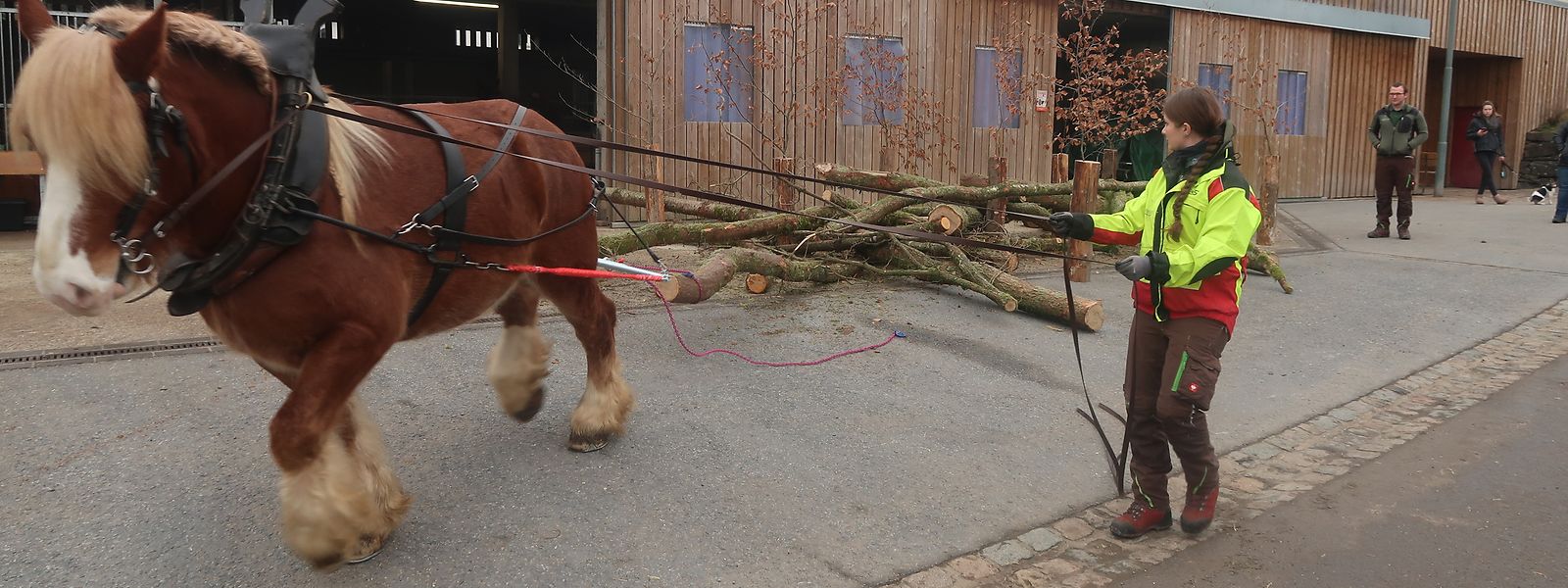 Bei einer Präsentation wird gezeigt, wie die Pferde beim Entfernen von Baumstämmen im Wald eingesetzt werden.