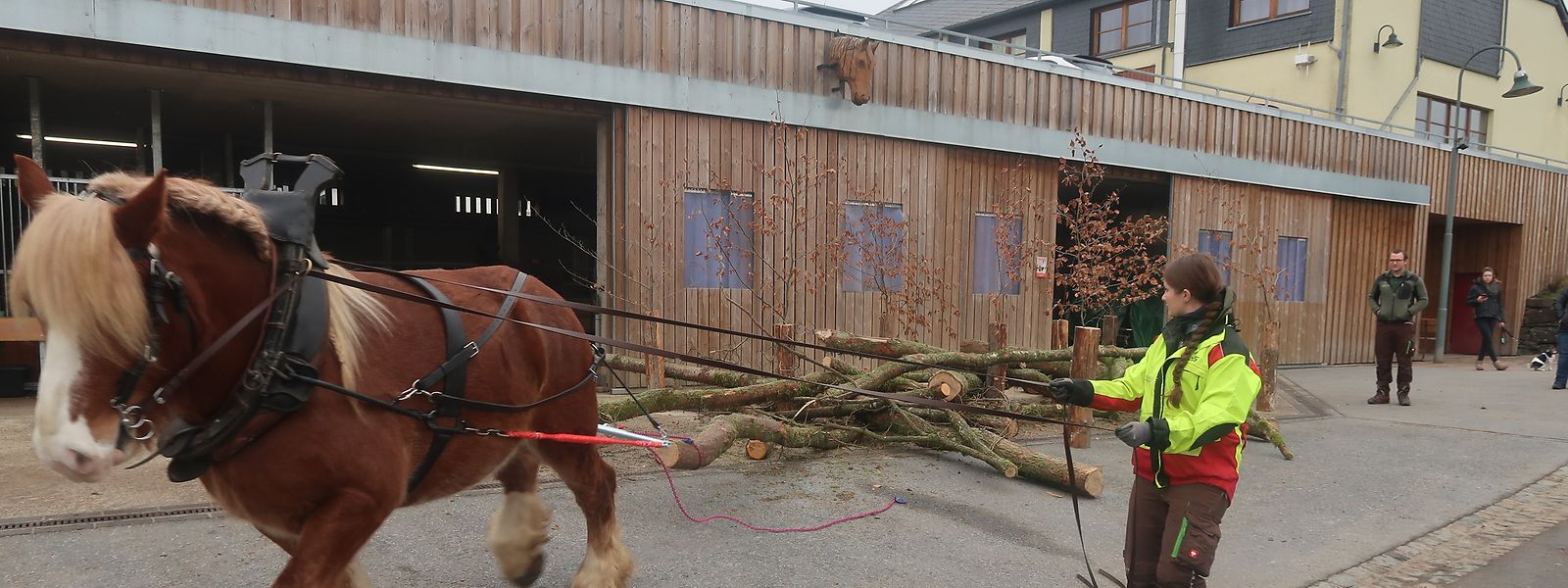 Une présentation montre comment les chevaux sont utilisés pour enlever les troncs d'arbres dans la forêt. 