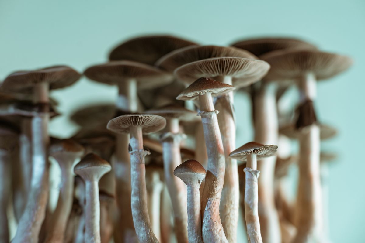 Psilocybe, the magic mushroom