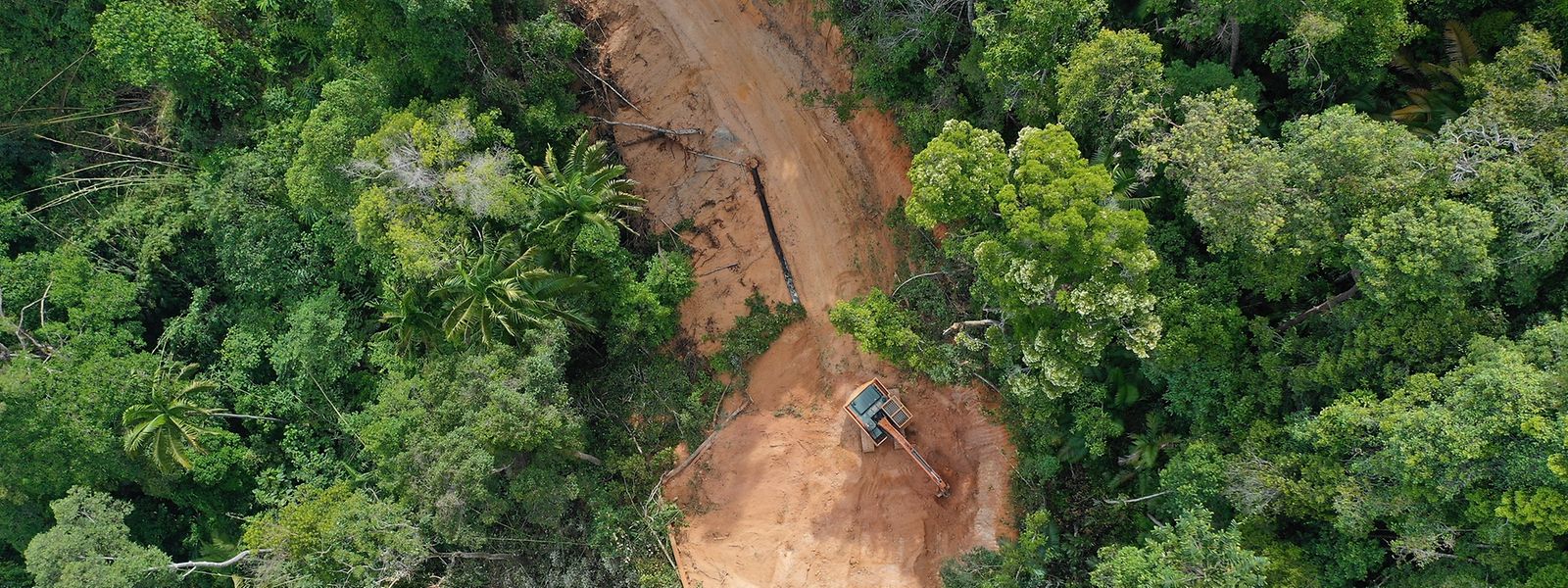 In Brasilien wird der Amazonas immer weiter abgeholzt, um das freigewordene Land beispielsweise für die Viehzucht zu verwenden.