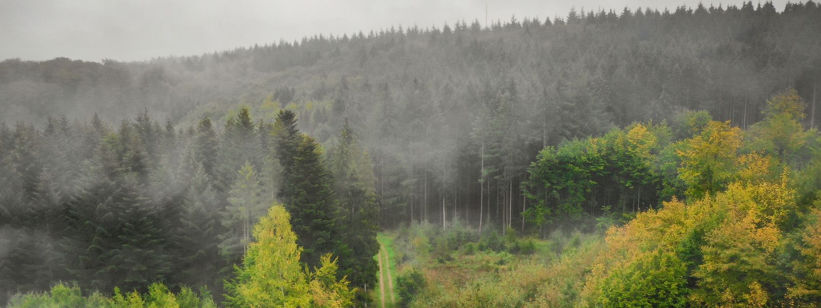 So langsam färben sich die Bäume im Gréngewald. Das Naturgebiet soll nun geschützt werden.