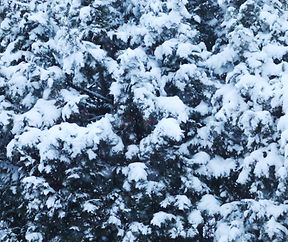 Processed with VSCO with ss1 preset