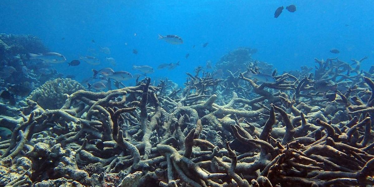 Australien Ist Das Great Barrier Reef Am Ende