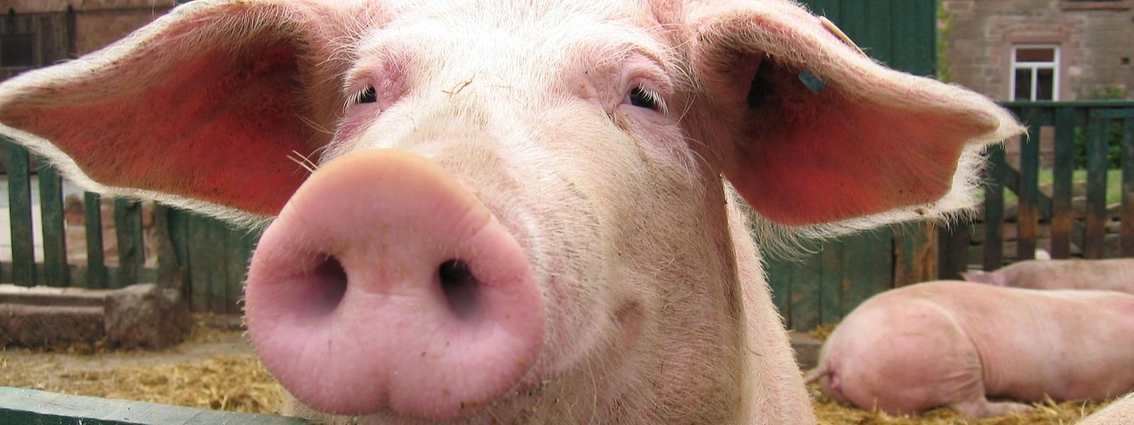 Nur die wenigsten Schweine in Europa werden so gehalten wie diese hier: Billigfleisch ist durch Massentierhaltung möglich - doch jetzt kommen die steigenden Energiepreise und Folgekosten hinzu.