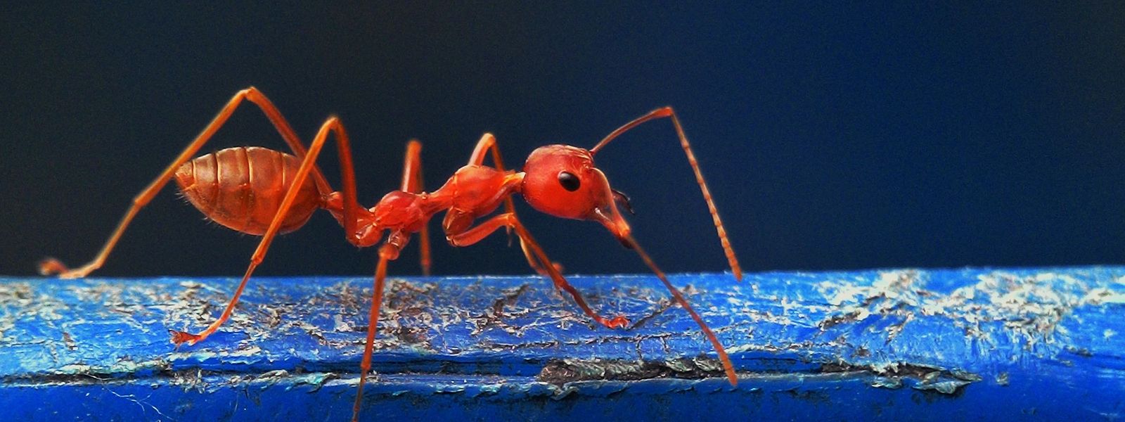 Die Rote Feuerameise stammt ursprünglich aus Südamerika. Mittlerweile hat sie sich als sogenannter Neozoon auch in den USA, Australien, China und Taiwan ausgebreitet.