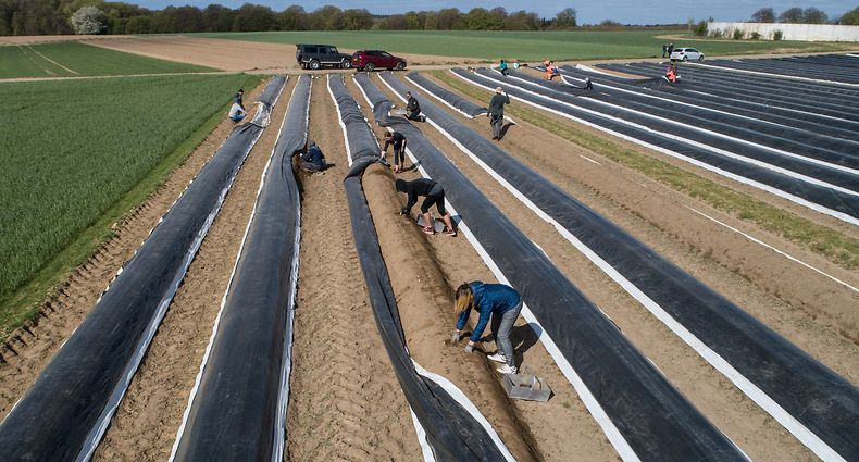 lokales,Spargelernte Hunsdorfer Plateau. Yves Hoffmann.Foto: Gerry Huberty/Luxemburger Wort