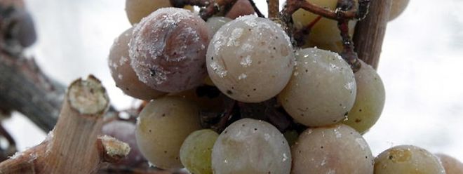 Les raisins gèlent lorsque la température est d'au moins -7°C.
