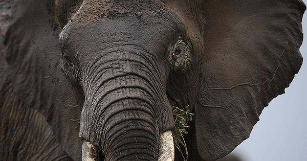 Poachers Kill Famed Giant Kenyan Elephant