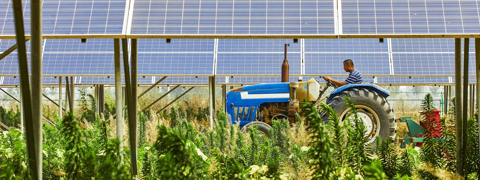In Zukunft werden landwirtschaftliche Produktion und Stromerzeugung aus erneuerbaren Quellen häufiger kombiniert werden, sind die Gründer von GPSS überzeugt.