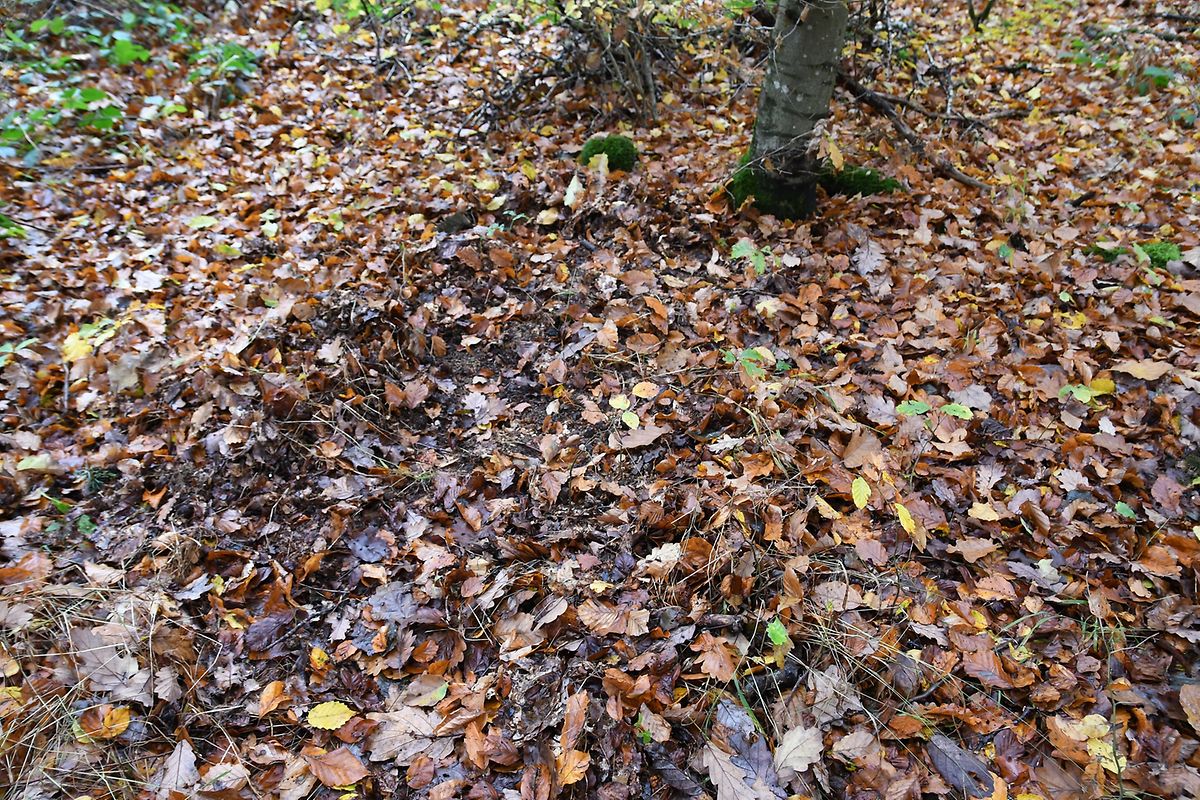  ... hat die Spurensicherung Laub und die oberste Bodenschicht abgetragen. 