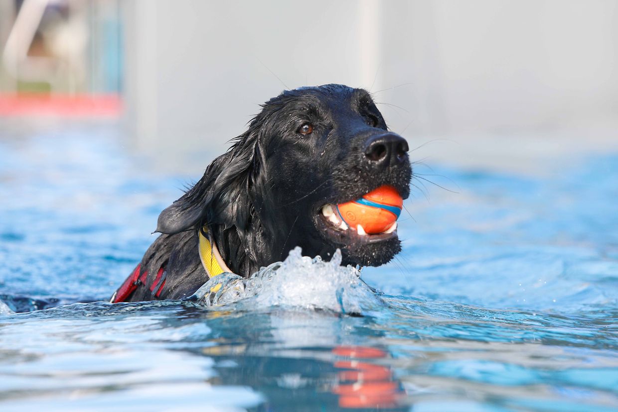 Lokales, Aqua Park, Schwimmbad, Hundeschwimmen, Badespass Foto: Luxemburger Wort/Anouk Antony